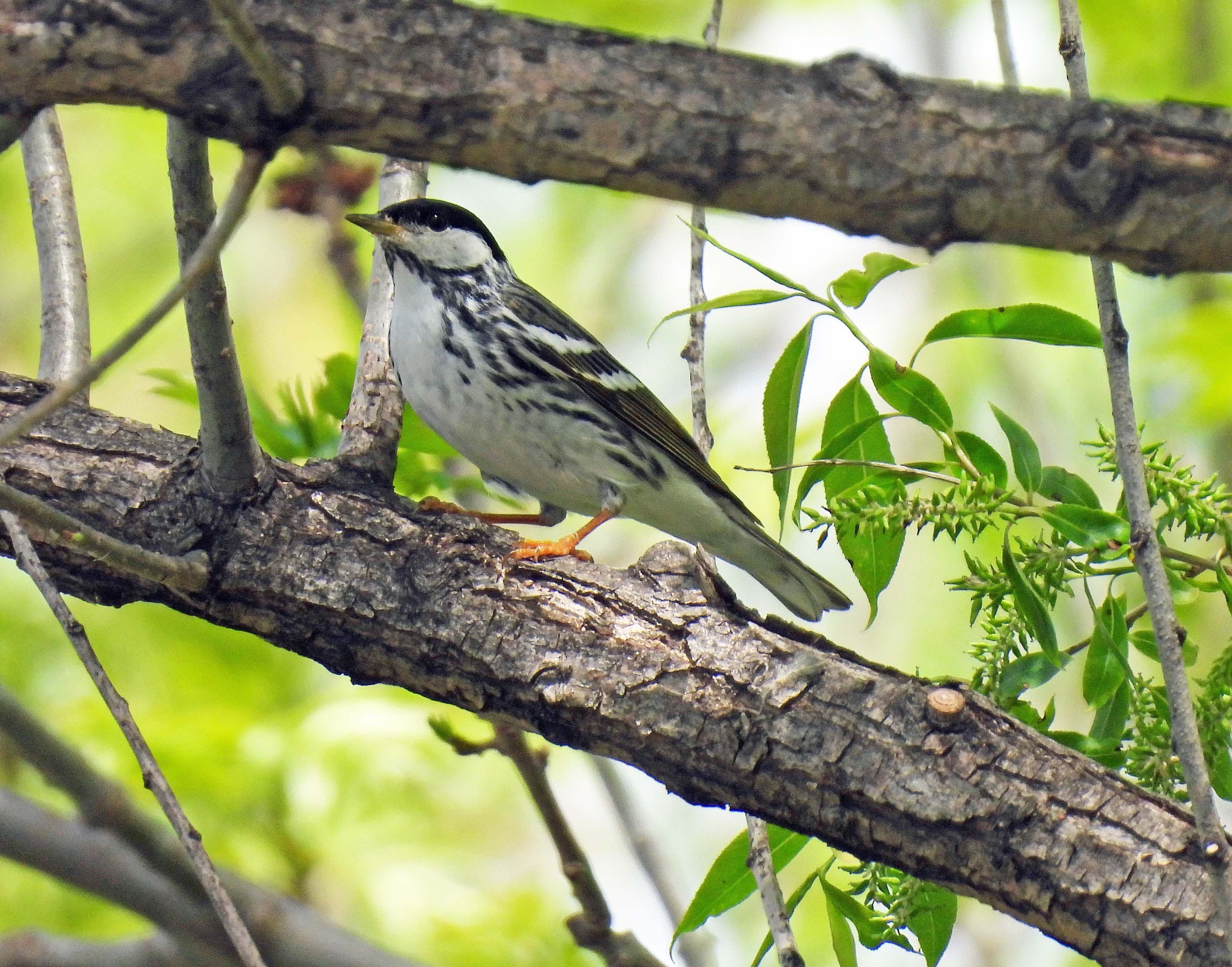Blackpoll Warbler